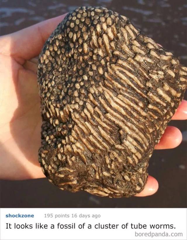 "看起来是一块由一群管蠕虫组成的化石."
