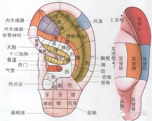 都有特定的反射区,身体有病变时,往往会在耳朵相应部位出现疼痛敏感