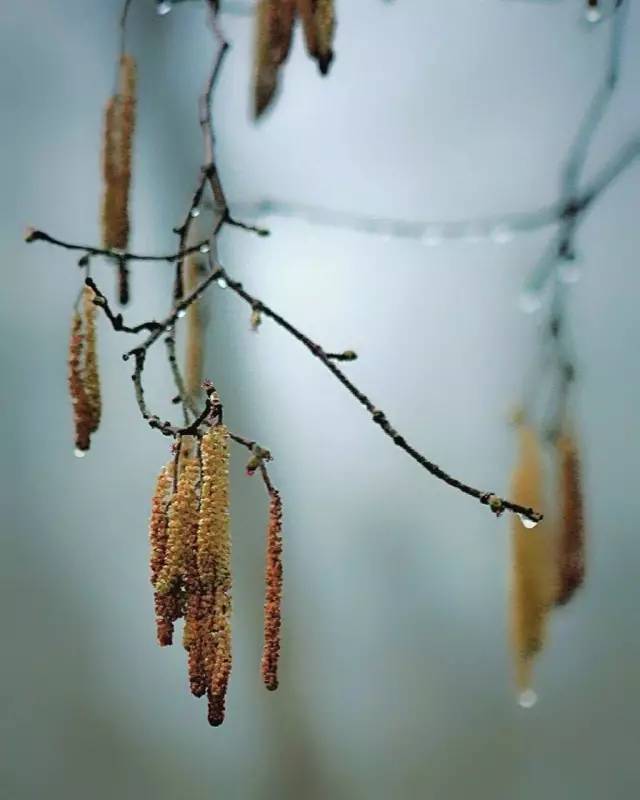 一禅:禅意花开,静忘尘世