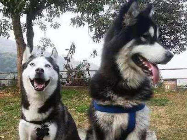 k9大剧透--从5大点看阿拉斯加和哈士奇的区别