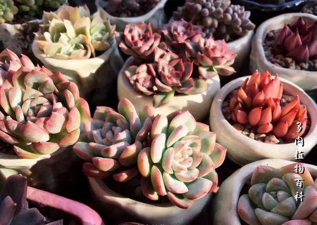 多肉如何分盆 6284b7415e0e4029b228aab3cdddf0fe.jpeg