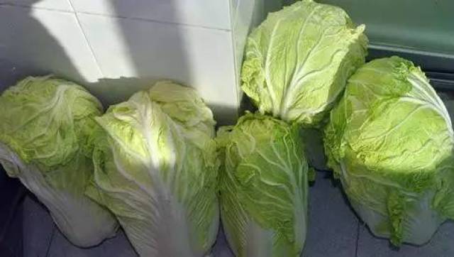 怎样腌酸菜又绿又好吃 8825728588fd4b1c955ebc9dd5061b9b.jpeg
