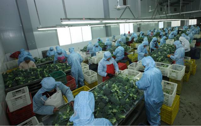 目前禾兴蔬菜专业合作社 经过深加工之后 产品主要销往美国,加拿大