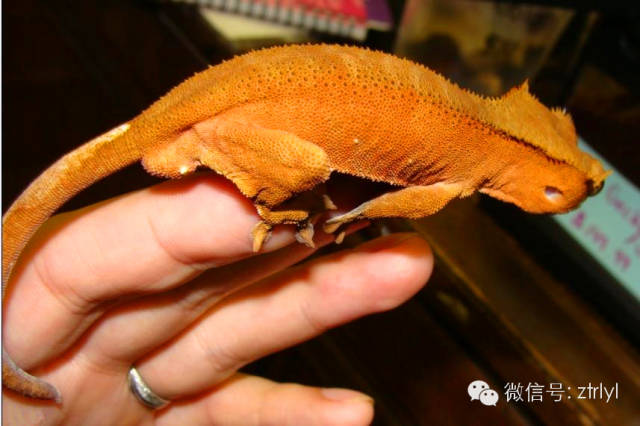 睫角守宫(crested gecko)饲养&繁殖介绍!