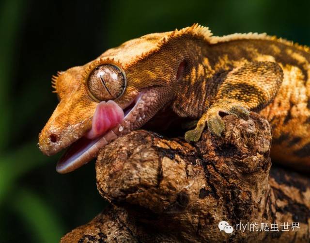 睫角守宫(crested gecko)饲养&繁殖介绍!