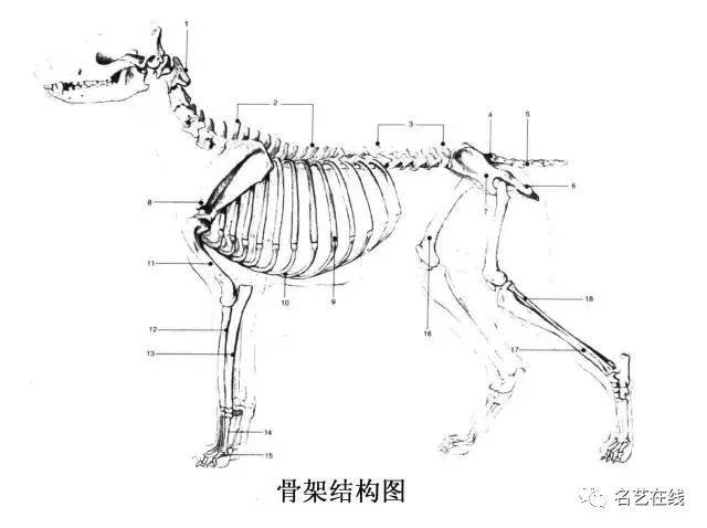 狗的骨骼结构与其他犬科动物一样,主要由头骨,颈椎,背椎,腰椎,骶椎