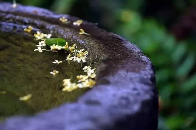 桂花雨(空灵唯美感人)