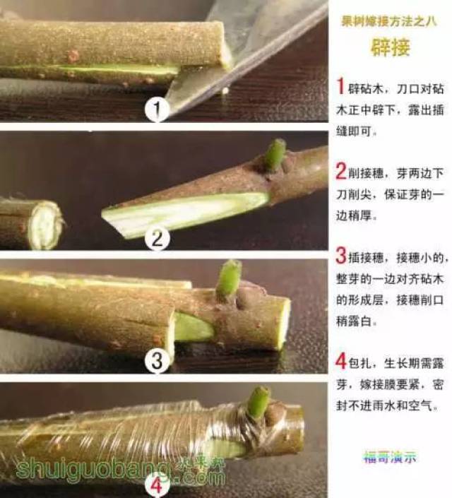 【果品技术】12种果树嫁接法细节图,来年春季接穗不用