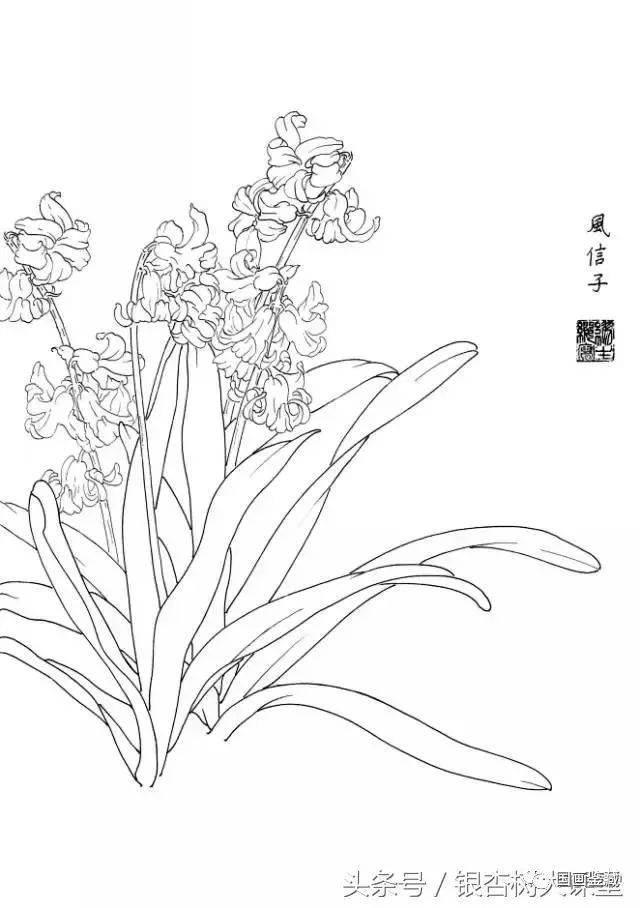 白描花卉写生范本:百花谱