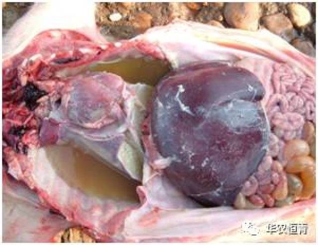 剖检病死猪,扑杀典型症状猪可见单器官或多器官浆膜炎,常见的有肺