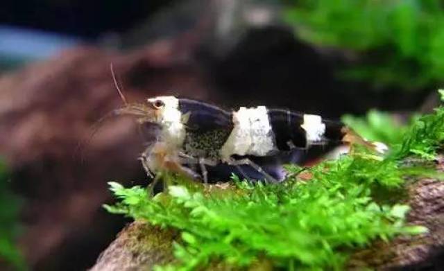 水晶虾的祖先--蜜蜂虾的详细分类和各自特点