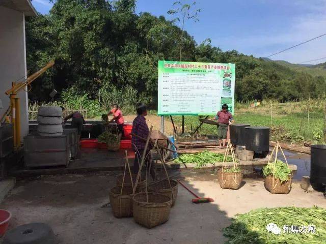 碲下村甜柿种植加工产业扶贫项目 甜柿种植项目基地位于凤岗镇碲下村