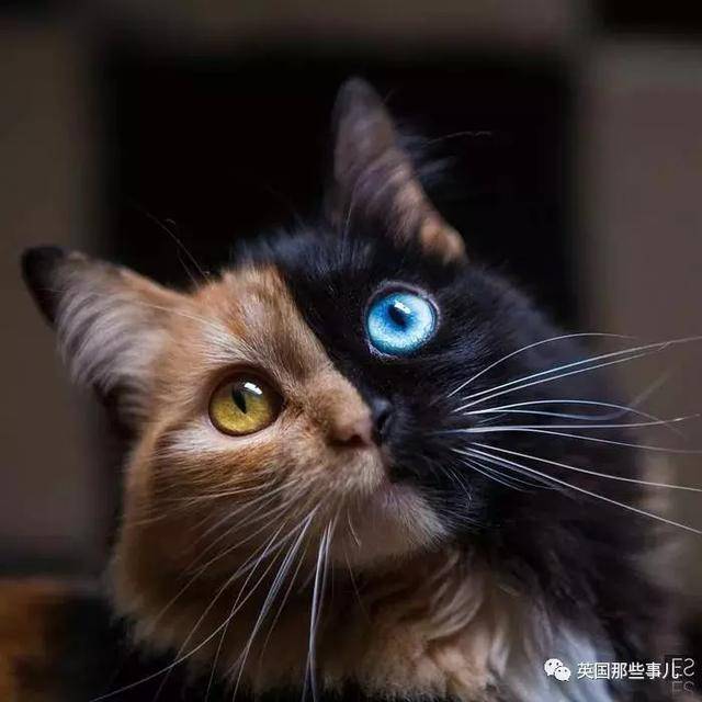 一半黑一半黄蓝色与琥珀色的眼睛这两副面孔喵美的很独特