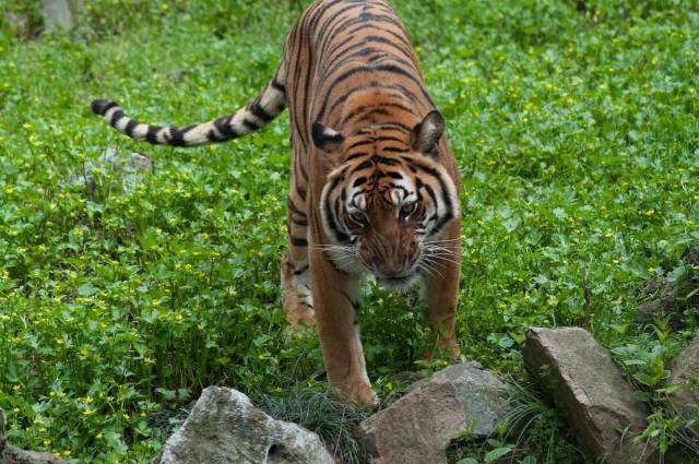 吸吗?撸撸上海动物园的大小猫