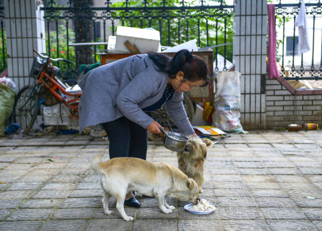 爱心救助流浪猫狗不再各自为战,建微信群每年救助近千只