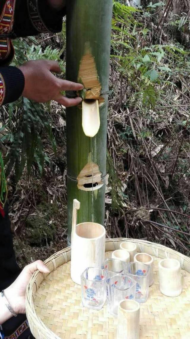 竹子流出来的水不但好喝而且药用价值非常高,一般人弄不到!