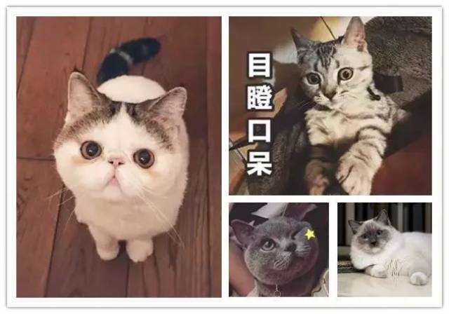 漳州d&c首届萌宠表情包大赛投票正式开始,快让主子们上头条!