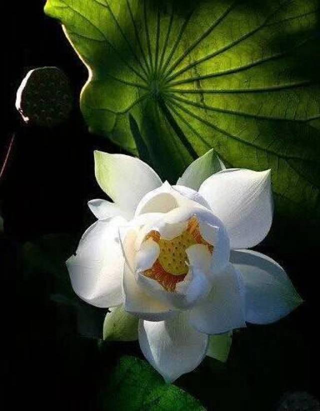 吹箫人去玉楼空,肠断与谁同倚,叶叶心心,舒卷有