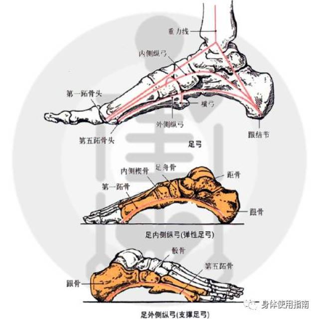 我可能看了假的解剖图│身体使用指南