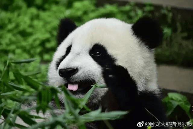 卧龙颜值担当津柯 当然,卧龙的网红熊猫宝宝不止这些,胖妞,依云,花花