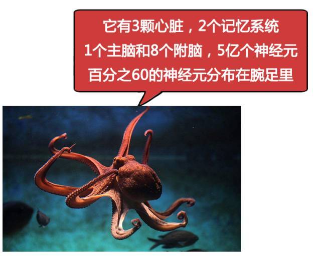 你绝对想不到章鱼的智商有多可怕?