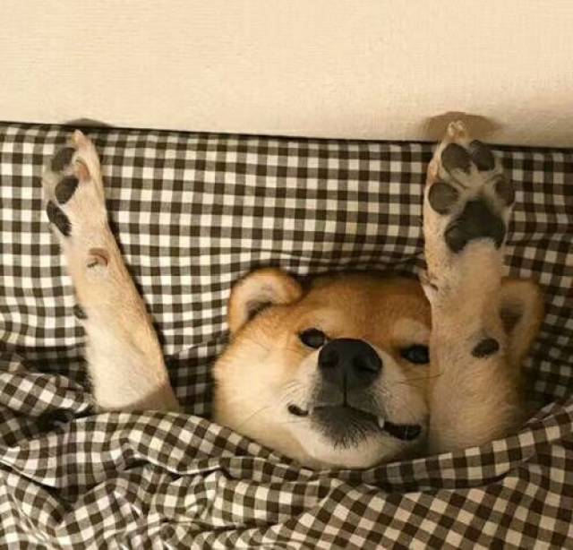 LOL国服第一 彩旗卡特 直播间大玩cosplay