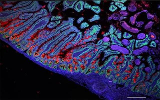 《自然》:单细胞rna测序绘制首张高分辨率小肠上皮细胞表达图谱