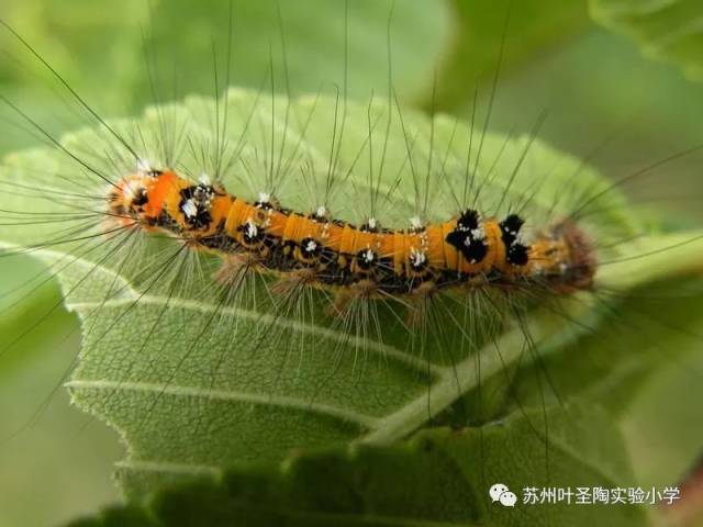 有趣的毛毛虫旅 ——苏州叶圣陶实验小学幼儿园寻访毛