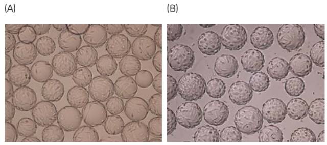 cell fun club 验证cytodex gamma微载体在一次性生物反应器中的