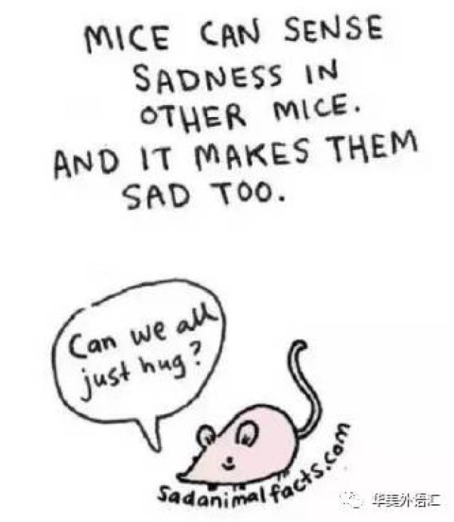 mice can sense sadness in other mice. and it makes them sad too.