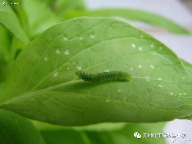 有趣的毛毛虫旅 ——苏州叶圣陶实验小学幼儿园寻访毛