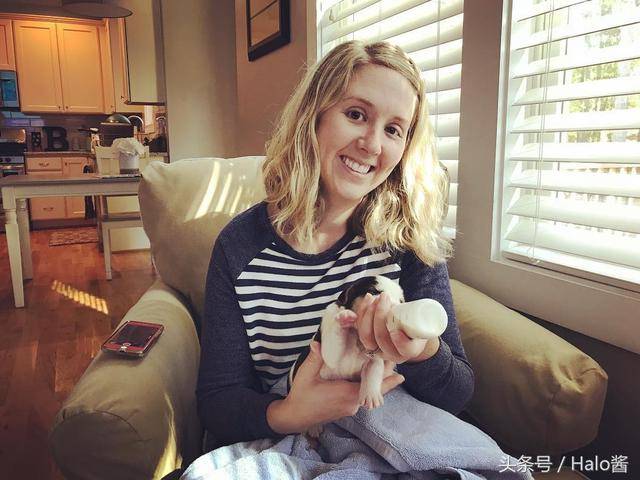 刚领养回家的汪妈妈生下一窝奶牛狗崽子,主人