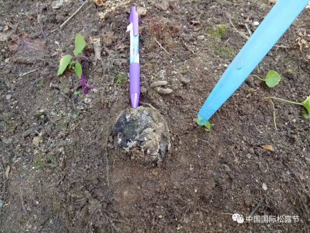 块菌团队在盐边县新九乡人工种植块菌试验基地中成功采集到块菌(松露)