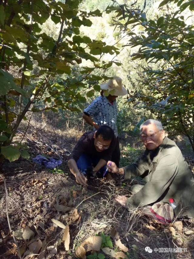 块菌团队在盐边县新九乡人工种植块菌试验基地中成功采集到块菌(松露)
