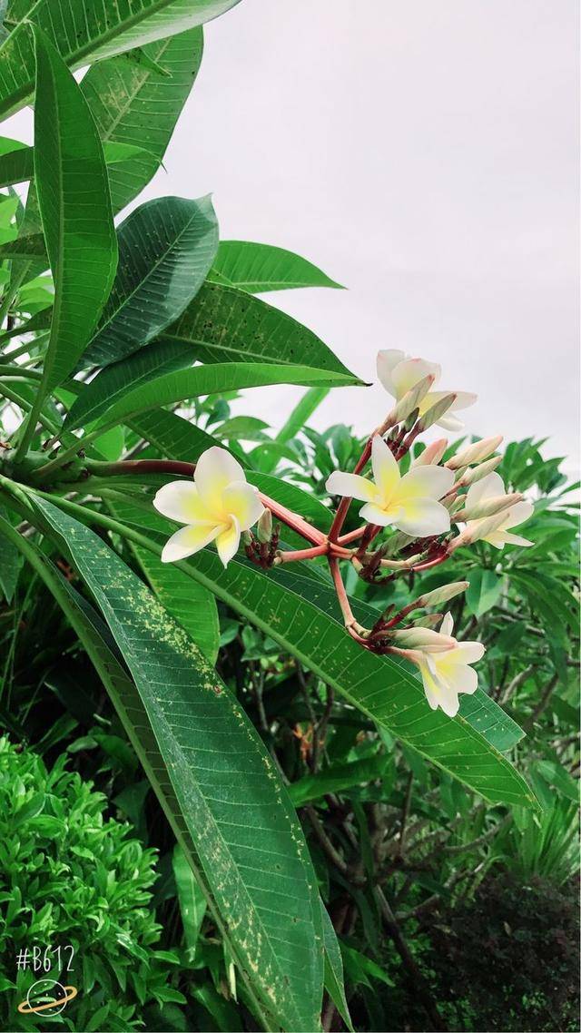 海南的鸡蛋花很漂亮…标志性花卉 从房间拍摄的当时的大海美景