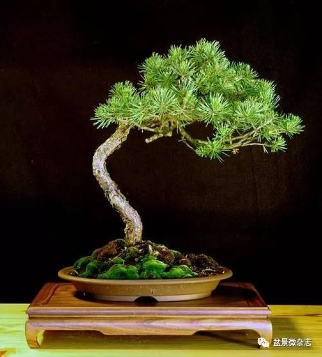 你分得清高干松盆景与文人树盆景吗?
