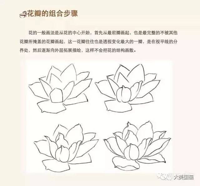 图文教程:工笔荷花画法,荷花的花苞怎么画,荷花的莲蓬