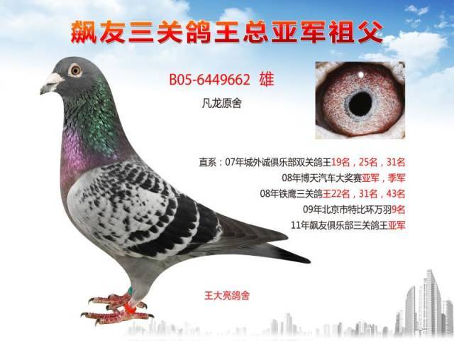 北京赛鸽名家王大亮4羽精品种鸽欣赏出售!
