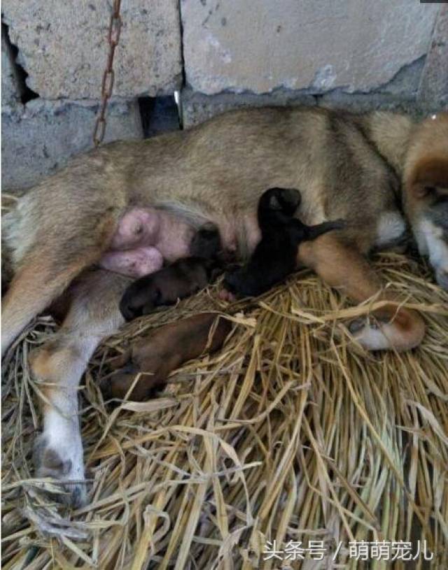 狗狗生产半夜狂叫主人却不理,次日流泪后悔网