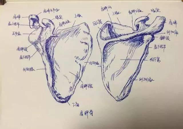 把人体局部解剖图画下来, 骨头,血管,关节…… 一笔一画, 人体结构