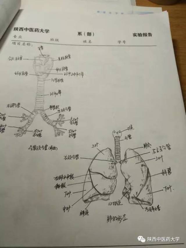 医学人体解剖手绘:科学与艺术的交织