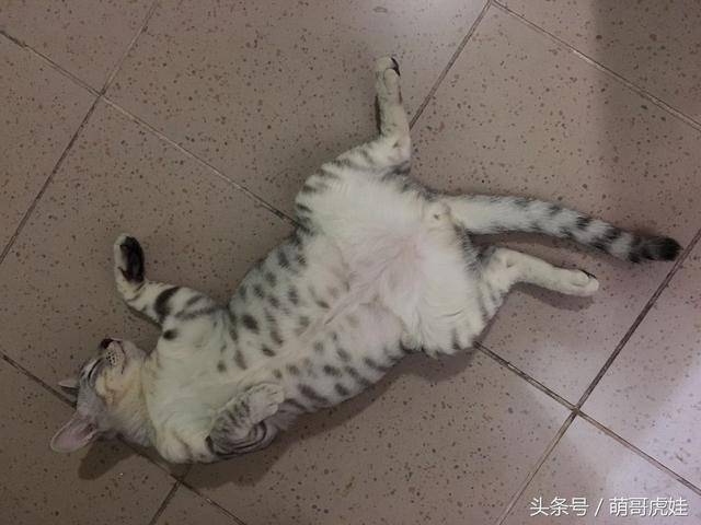 铲屎的带小公猫去割蛋蛋,偶然发现这货居然是独蛋喵,这下尴尬了