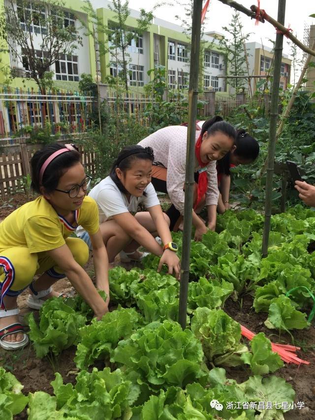 一米菜园"新苗奖"评选活动开始啦!——七星小学2017年