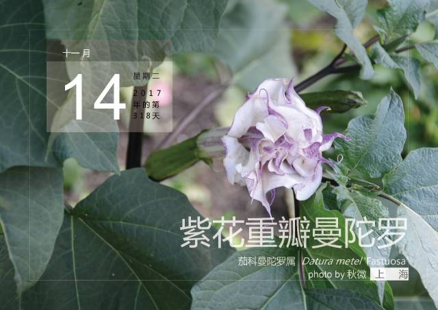 11月14,紫花重瓣曼陀罗