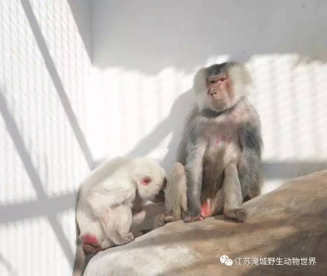 【常州淹城野生动物园】苦苦寻爱,终成正果!