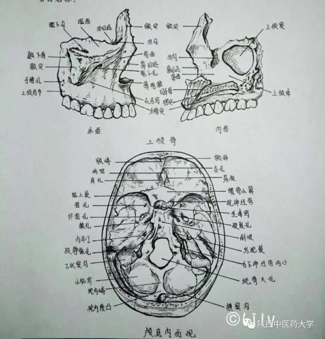 医学人体解剖手绘:科学与艺术的交织