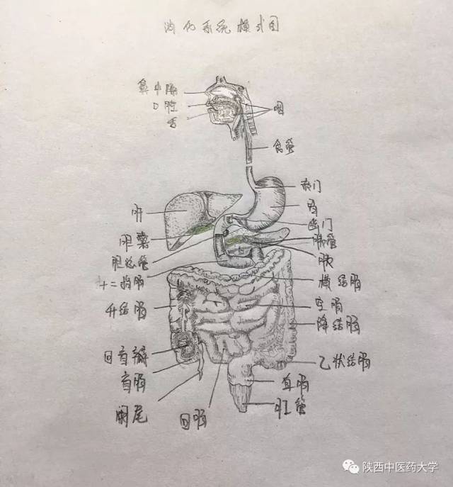 医学人体解剖手绘:科学与艺术的交织