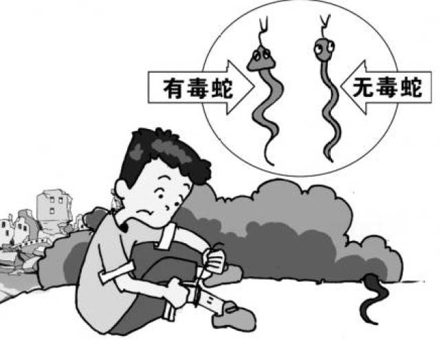 绑扎法:在被毒蛇咬伤后,立即用布条