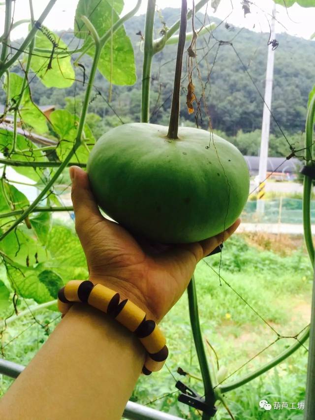 兰州鸡蛋葫芦品种在韩试种成功.