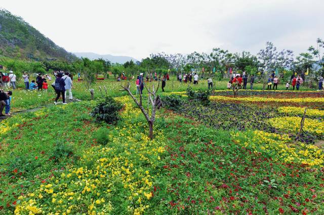 验客招募|花漾阳光,康养攀枝花